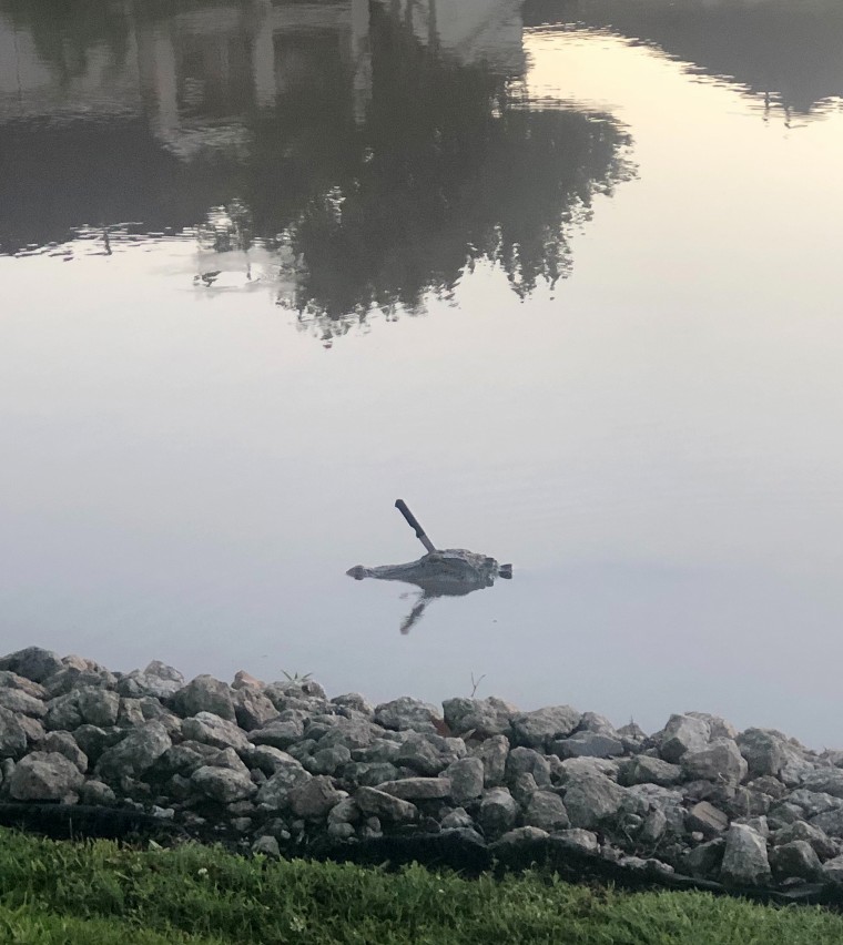 A gator was spotted in Sugar Land lake in Texas with a knife jammed into its skull.