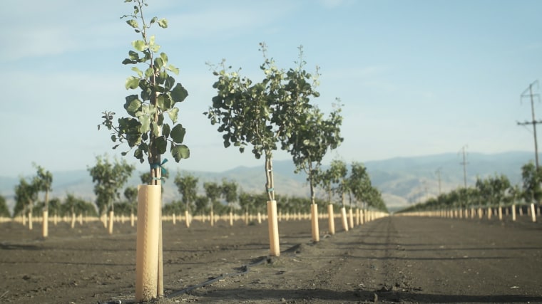 Image: Valley Fever