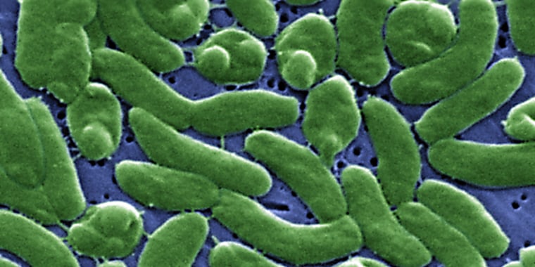 Vibrio Vulnificus Bacteria