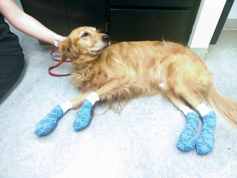 Many dogs like Olaf may not show signs of pain right away, according to experts.