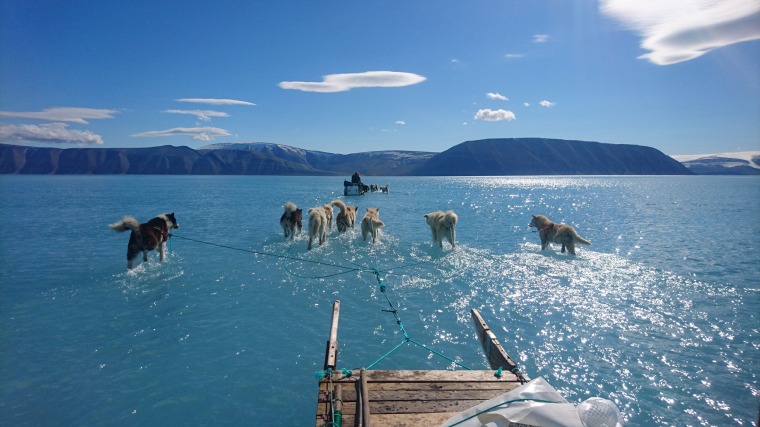 Image: Sled dogs wade through standing water on the sea ice during an Danish Meteorological Institute expedition in northwestern Greenland on June 13, 2019.