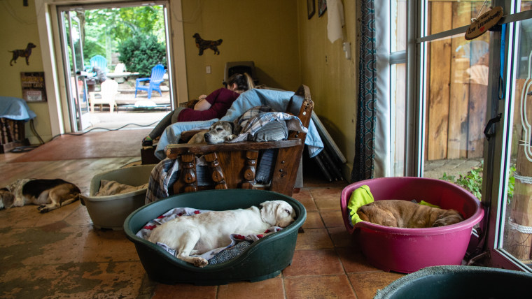 Dogs snoozing at Old Friends Senior Dog Sanctuary in Tennessee