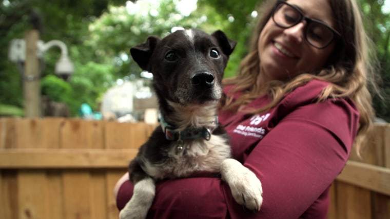 A happy, small dog enjoys being held at Old Friends Senior Dog Sanctuary in Tennessee.