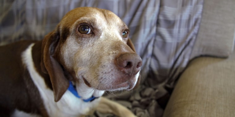 Happy senior dog smiles at the camera at Old Friends Senior Dog Sanctuary in Tennessee.