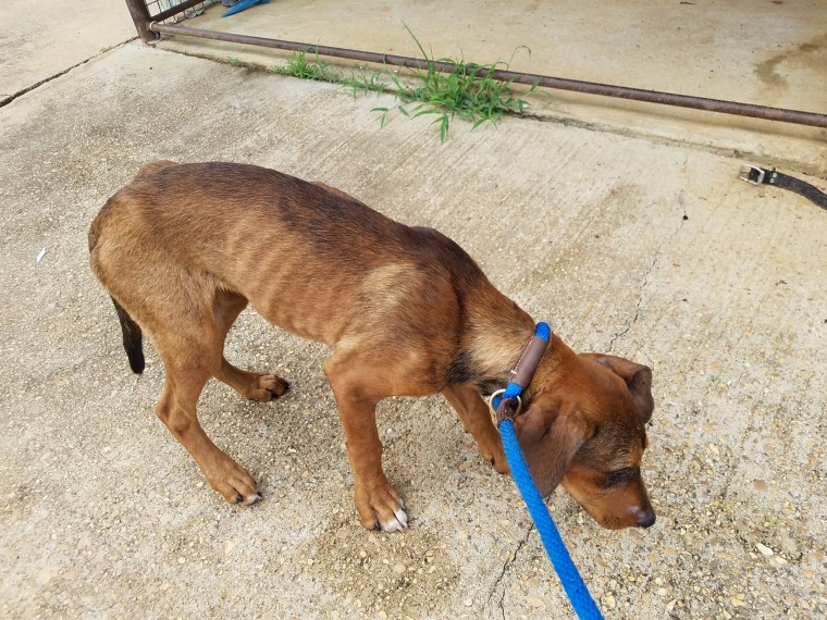 Puppy discarded with chair and TV nearly starved waiting for owner