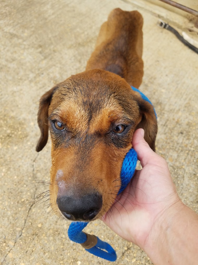 Puppy discarded with chair and TV nearly starved waiting for owner