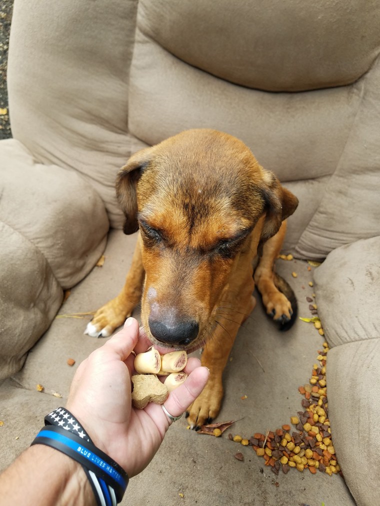 Puppy discarded with chair and TV nearly starved waiting for owner