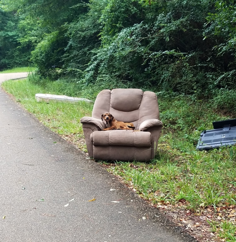 Dog dumped illegally with trash almost starved