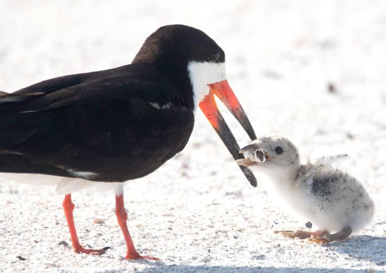 The baby bird could have choked on the cigarette butt or become poisoned by its toxins.