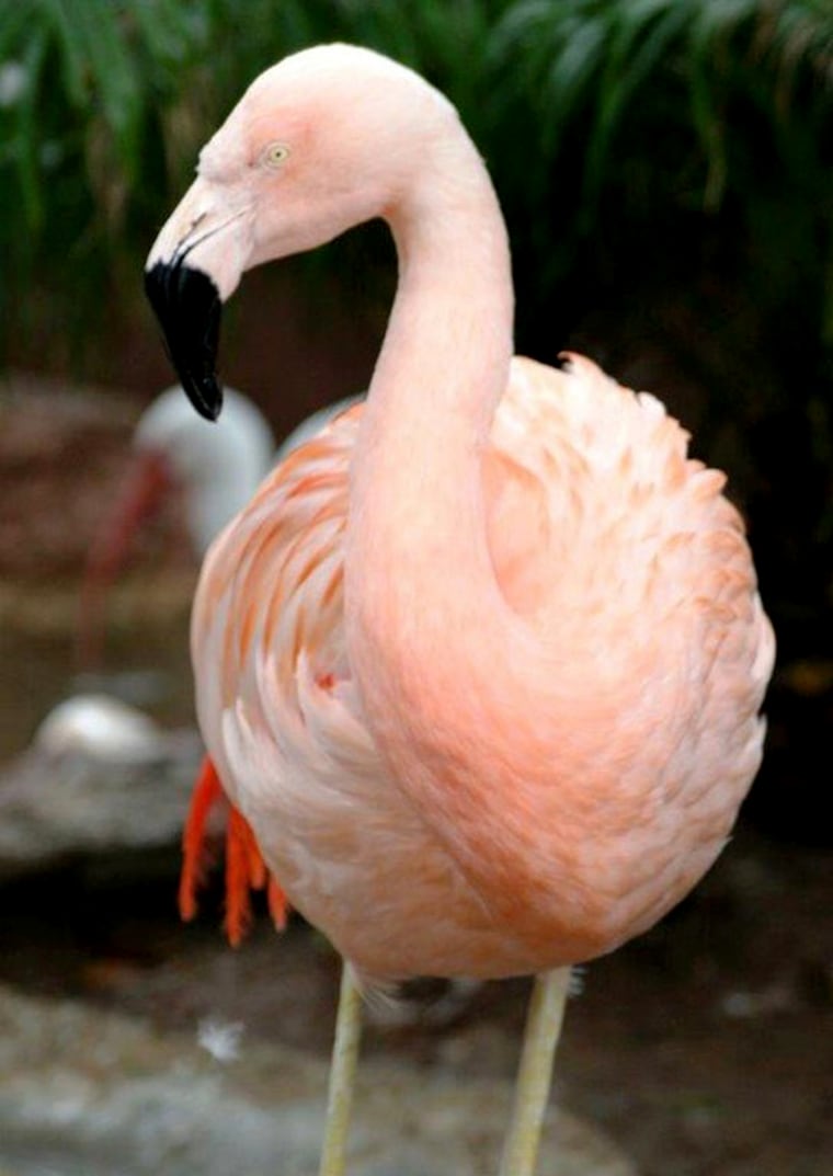 Image: A Chilean flamingo named Pinky is pictured in Busch Gardens, in Tampa Bay, Florida