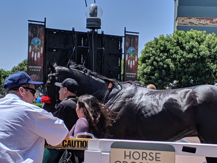 IMAGE: Horse walk at Santa Anita Park