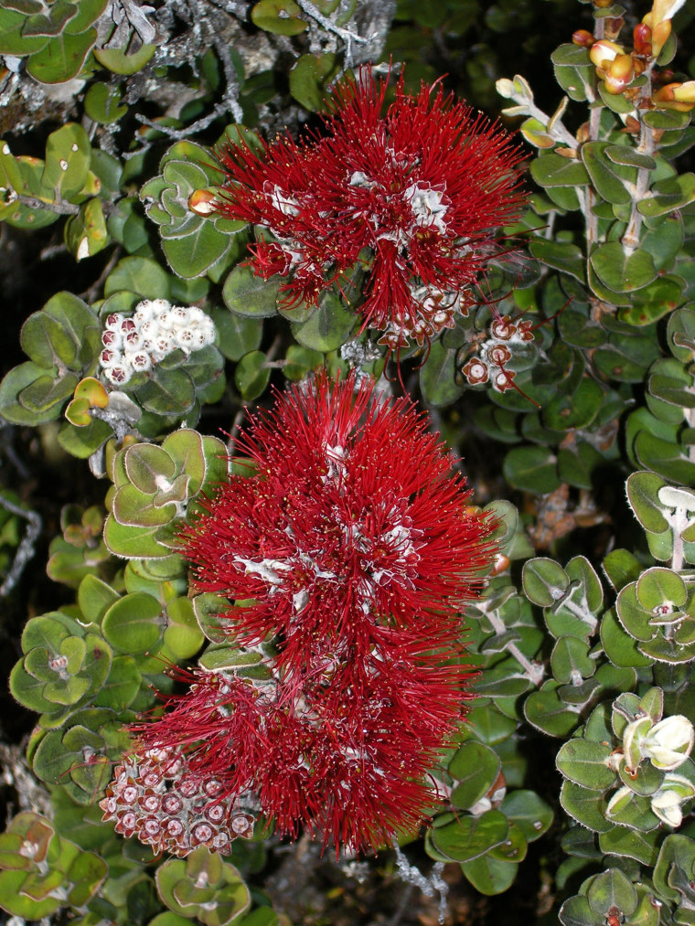 Image: Ohia tree