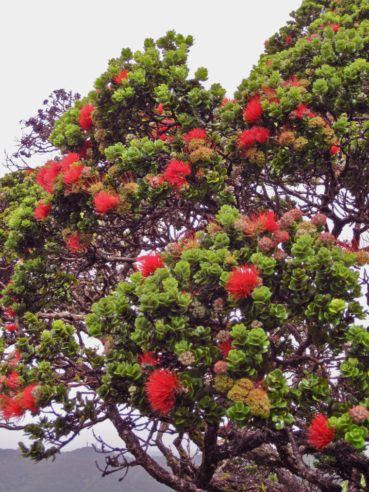 Image:Ohia tree