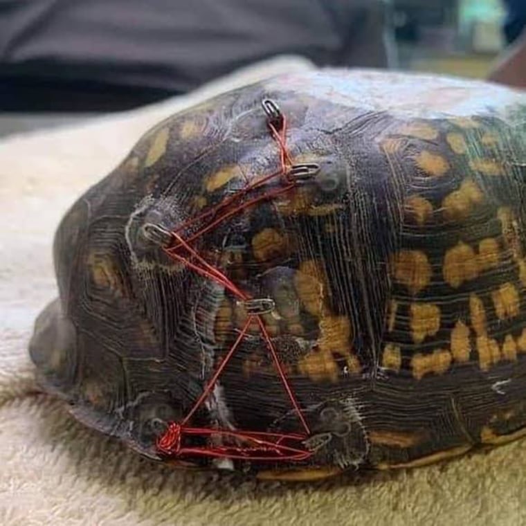 Bra clasps are a handy tool for treating an injured turtle.