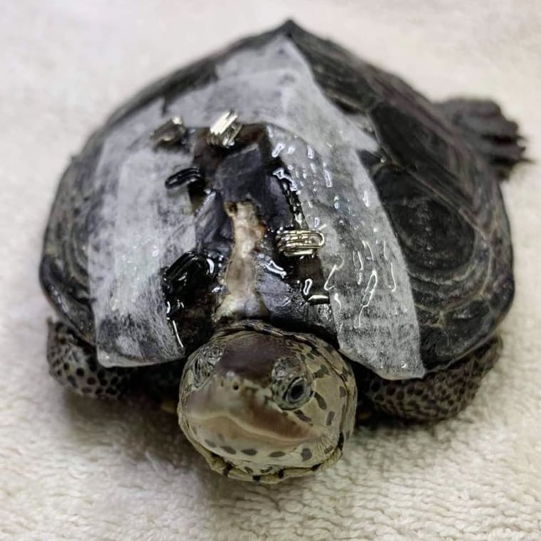 This turtle is on the mend thanks to some good ol' ingenuity.
