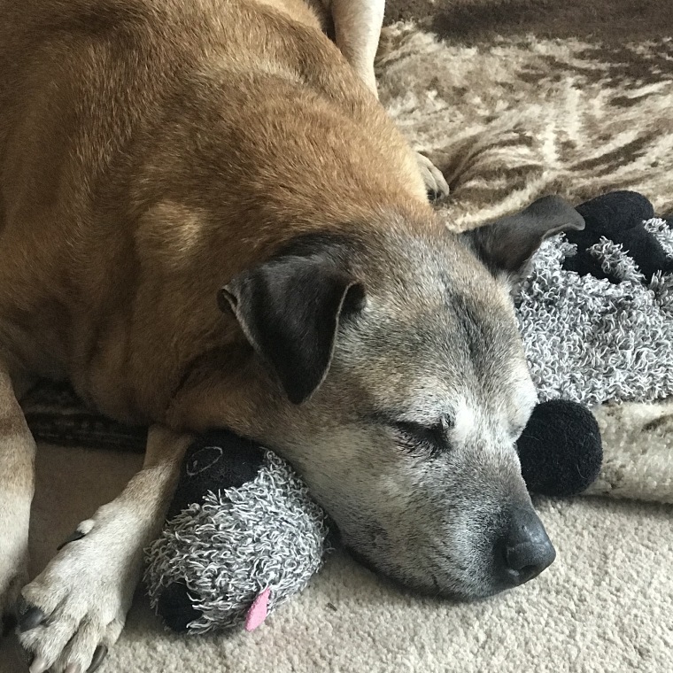 Vicktory Dog Layla snuggles with her favorite toy raccoon in her final days.