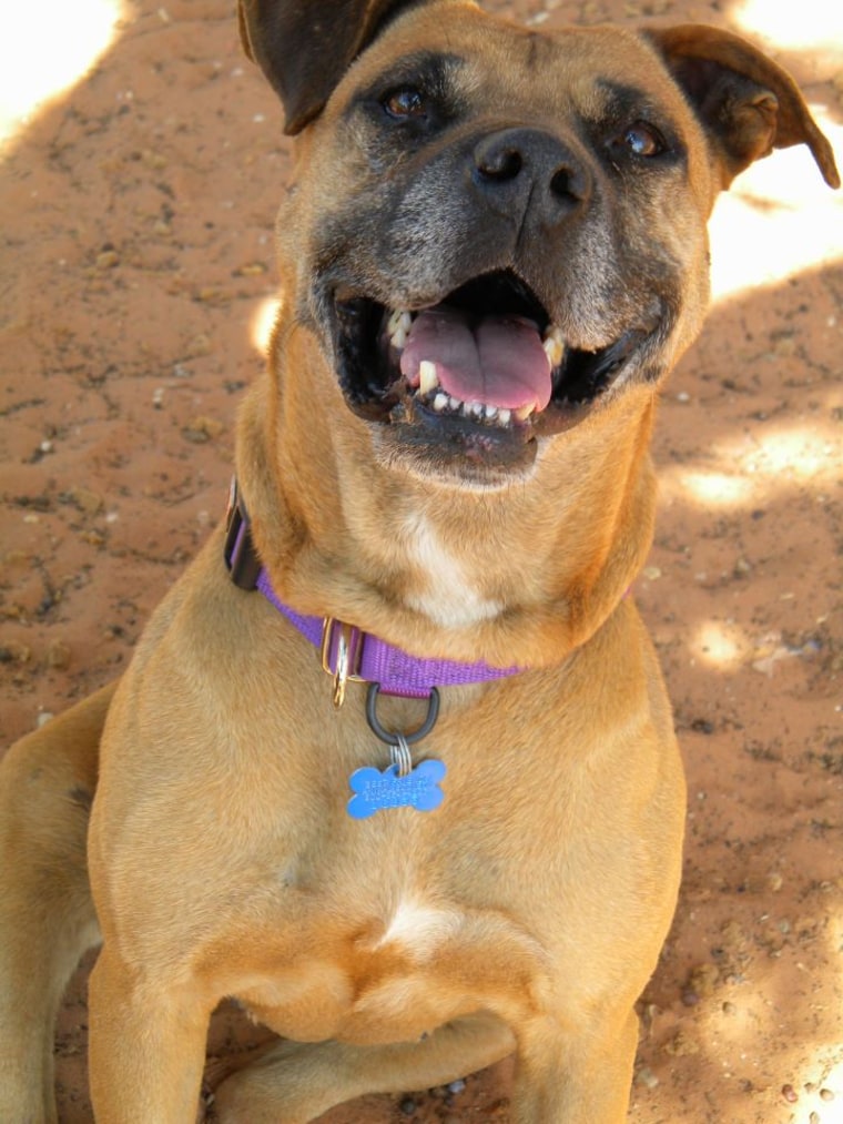 Vicktory Dog Layla earns her purple collar and the ability to interact with volunteers because of behavior improvements