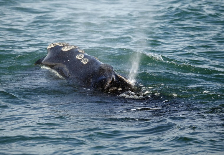 A North Atlantic right whale feeds on the surface of Cape Cod bay off the coast of Plymouth, Massachusetts on March 28, 2018.
