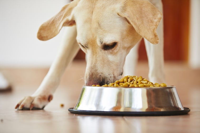 Image; Hungry labrador retriever is feeding at home.