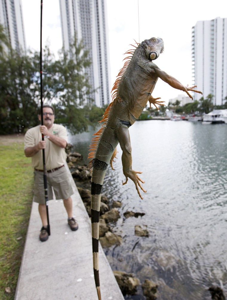 Image: Brian Wood, a trapper, uses a fishing pole to snare an iguana behind an apartment complex in Sunny Isles, Florida, on Feb. 9, 2017.