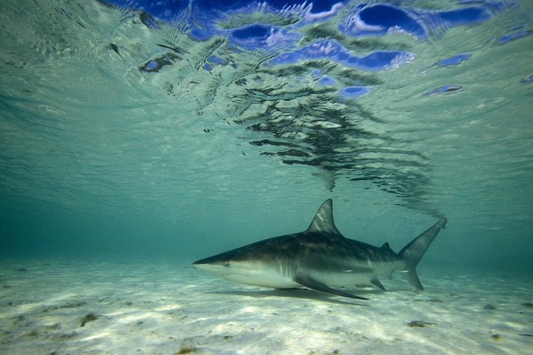 A Blacktip shark in the Atlantic Ocean.