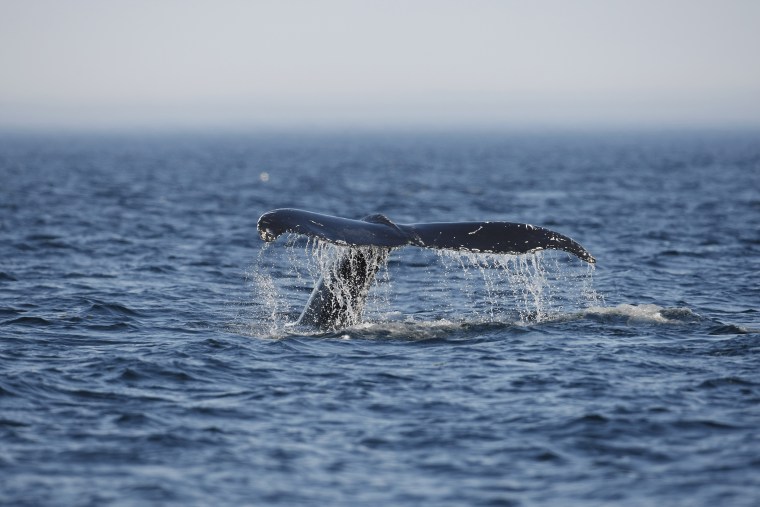 A humpback whale's tail comes out of the water during an excursion on the Les Ecumeurs on the St. Lawrence river