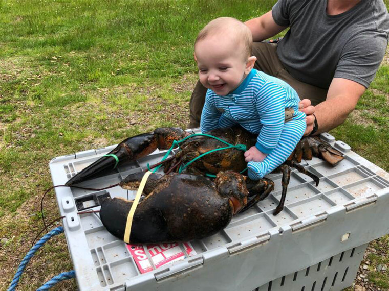 Baby poses on top of a 17-pound lobster for photo shoot