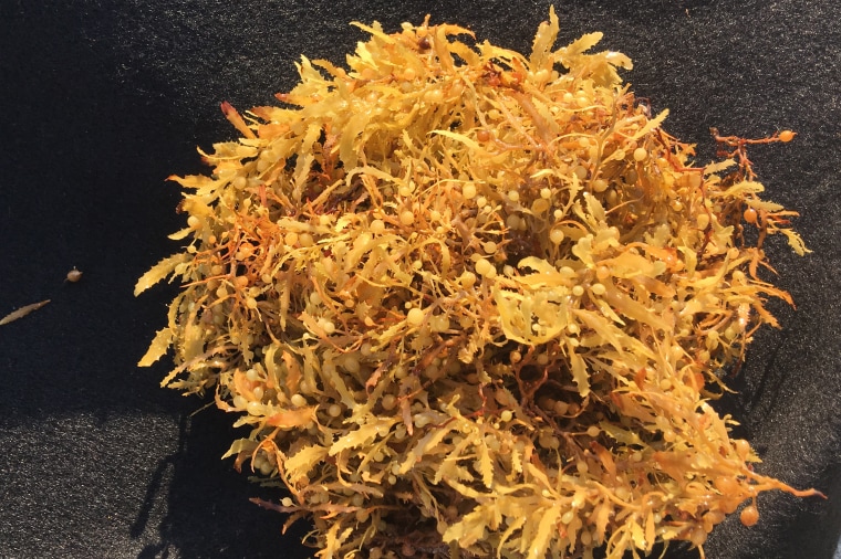 Sargassum seaweed