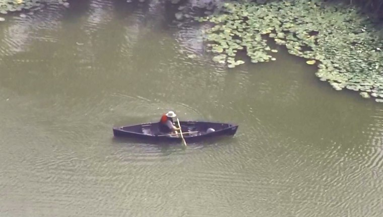 Image: Alligator in Chicago lagoon