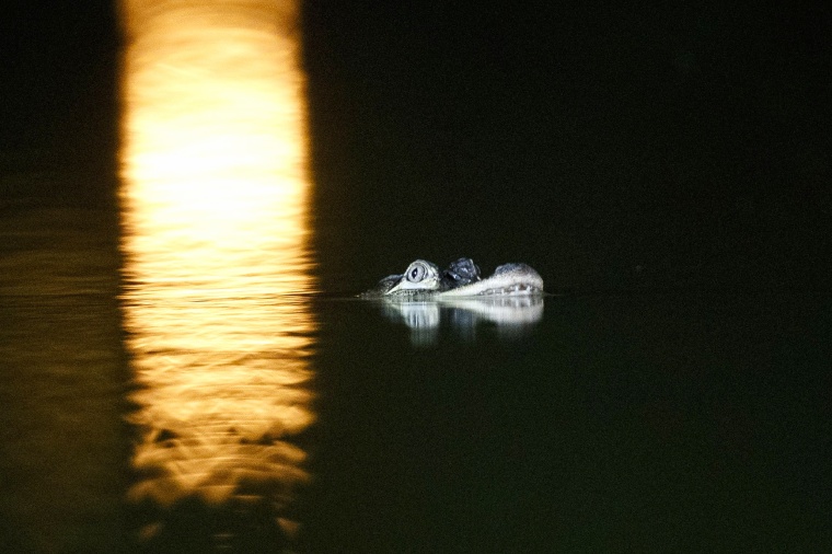 Image: An alligator floats in the Humboldt Park Lagoon in Chicago on Jule 9, 2019.