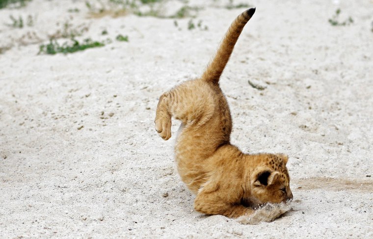 Image: A newly born Barbary lion cub jumps inside its enclosure at Dvur Kralove Zoo in Dvur Kralove nad Labem