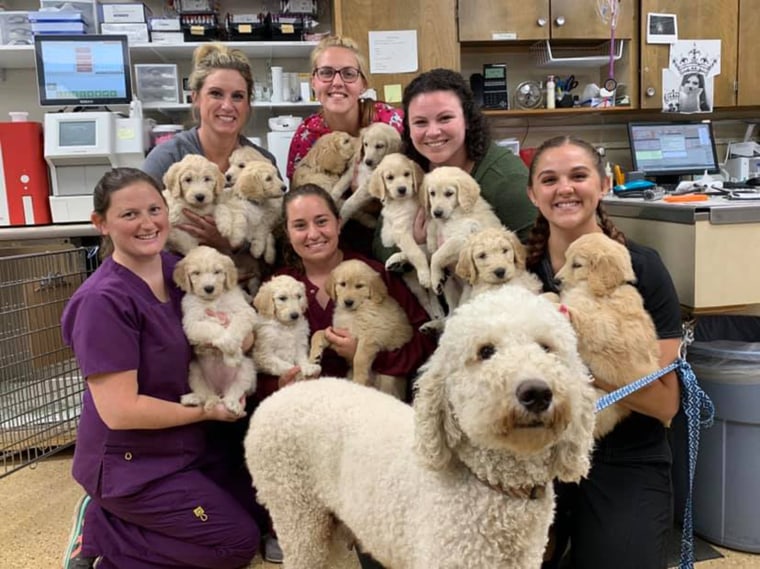Goldendoodle gives birth to 12 puppies