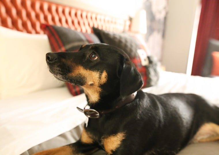 Rescue dog Sasha is the lobby mascot at the Bobby Hotel in Nashville, Tennessee