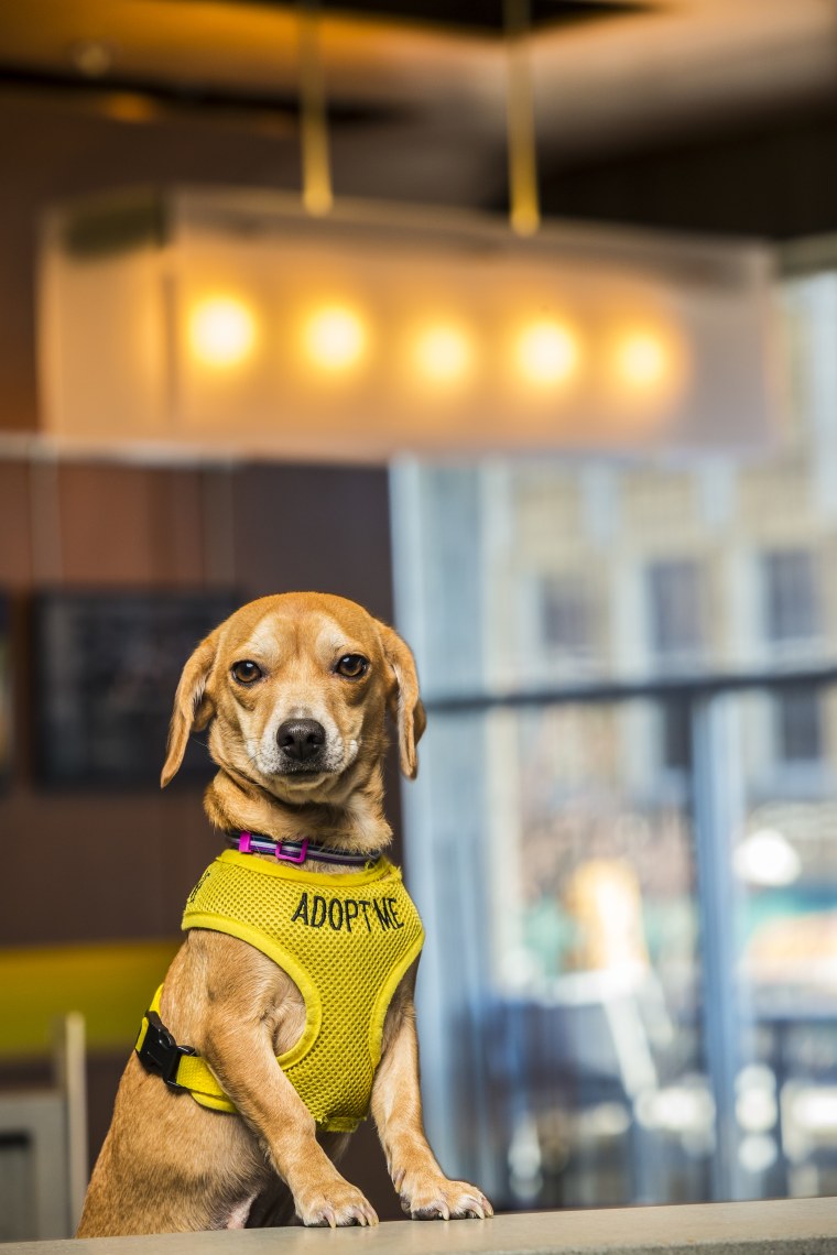 Bubbles greets visitors at The Aloft Hotel in Asheville, North Carolina