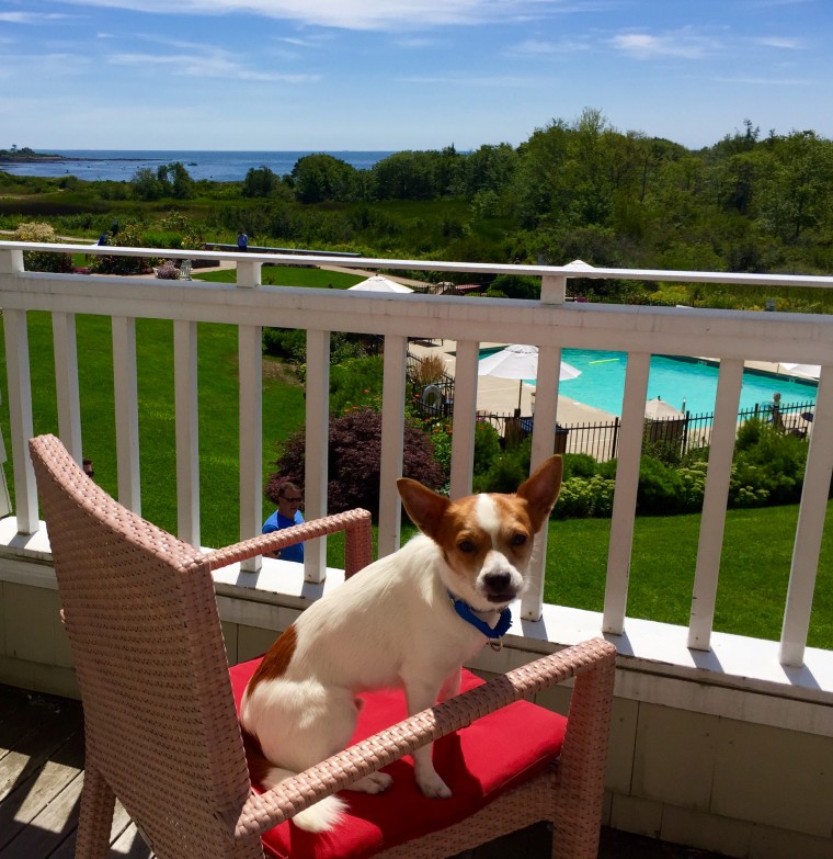 Inn by the Sea has lobby dogs to help them get adopted