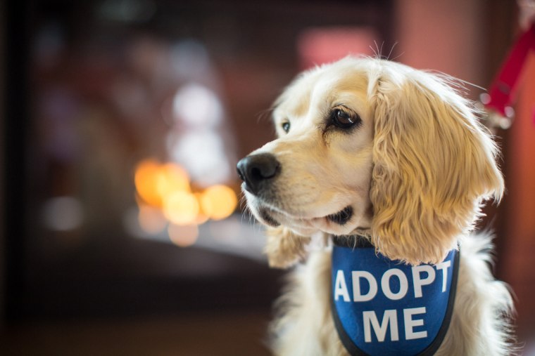 Inn by the Sea partnered with an animal rescue to foster dogs