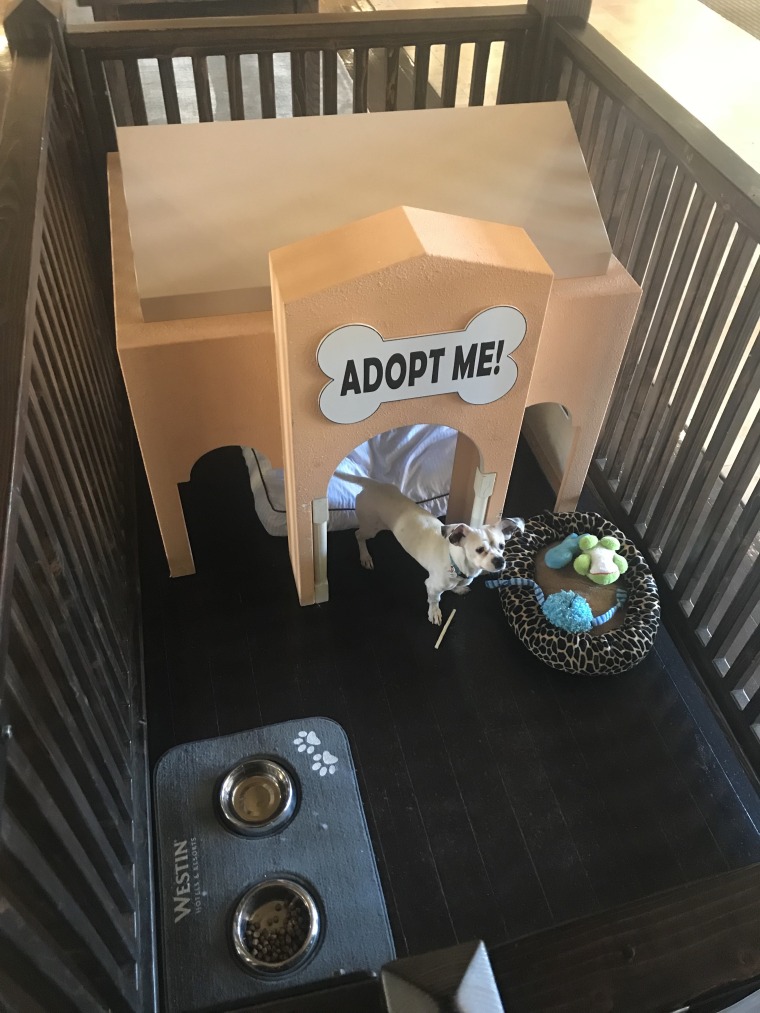 Lobby dogs at the Westin Mission Hills have a dog house that resembles the hotel.