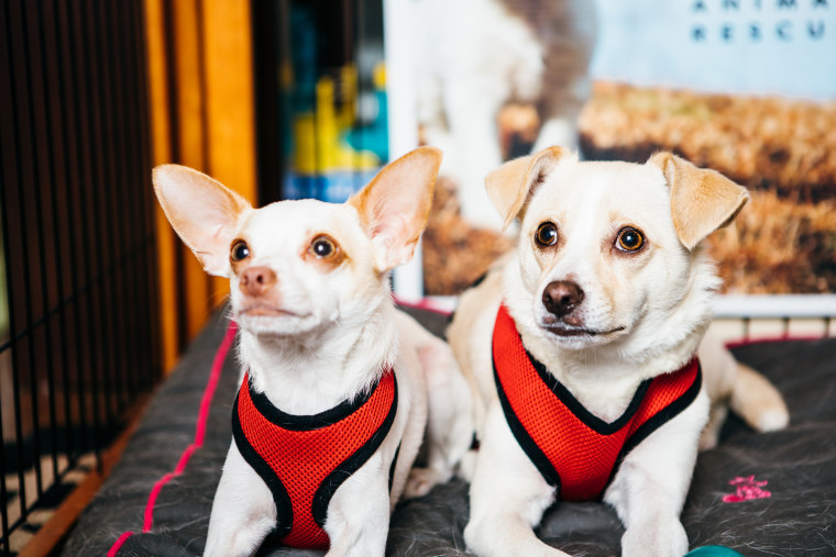 Hotels help shelter dogs find homes, like this bonded pair that needed to be adopted together.