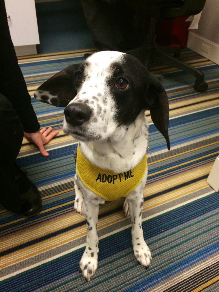 Hotels help shelter dogs find homes: Ladybug was adopted by Emma Ledbetter.