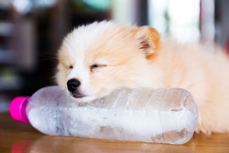 Animals in hot weather