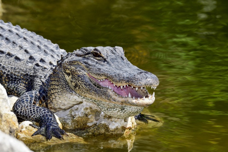 Image:  alligator