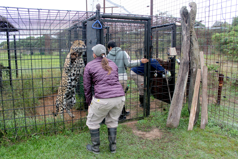 A jaguar is tended to in one of the enclosures in Ibera National Park, Argentina.