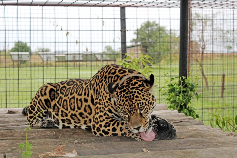A jaguar eats lunch in one of the enclosures in Ibera National Park, Argentina.