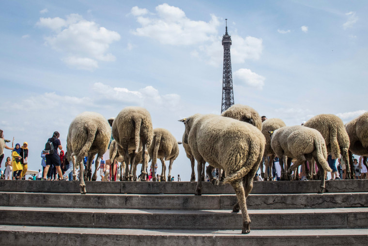Image: FRANCE-FARMING-AGRICULTURE-CITY-SHEEP
