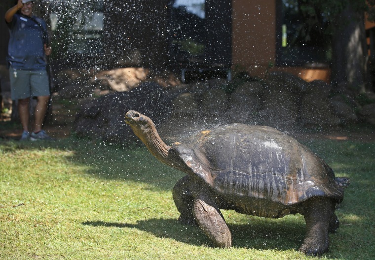Image: Galapagos Tortoise cools off