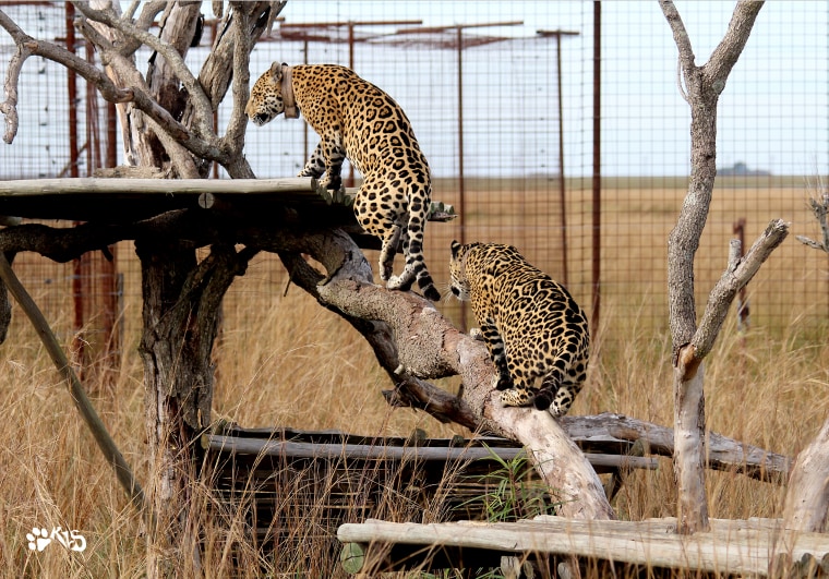 Jaguars climbing on the branches inside the Reintroduction Center.