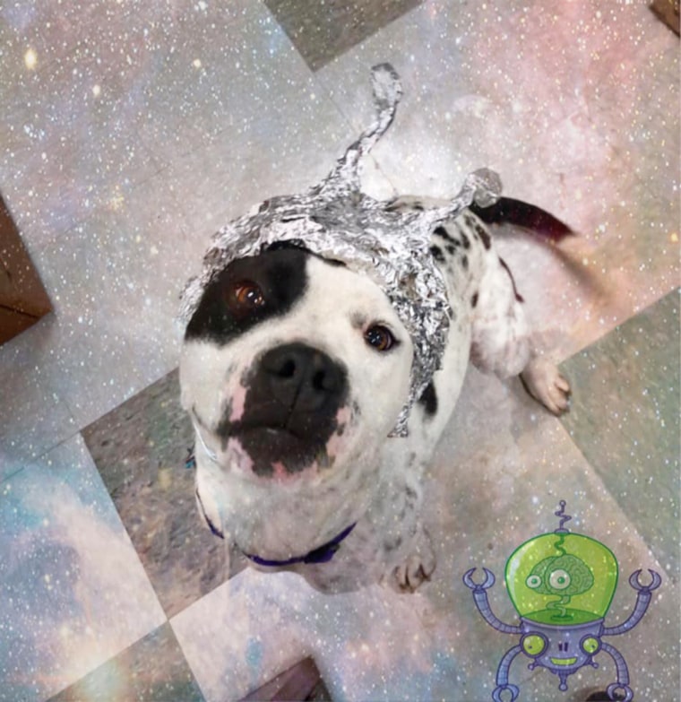 Animal shelters post Area 51 alien photos to boost adoption rates