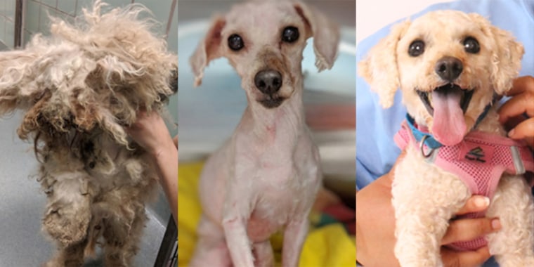 Lionheart, now named Cody, has transformed from a matted, neglected dog into a charming pup.