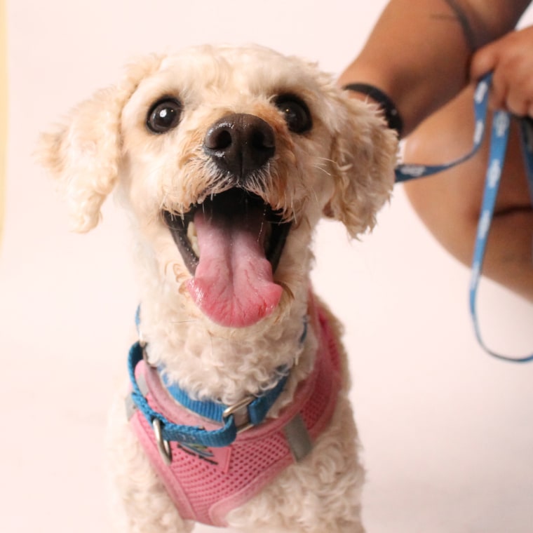 Matted, neglected dog gets shaved, and a new lease on life
