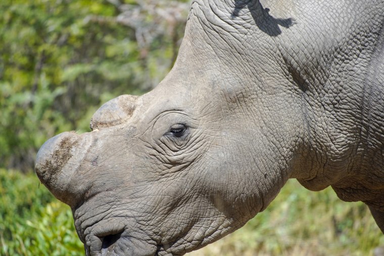 Image: Rhino